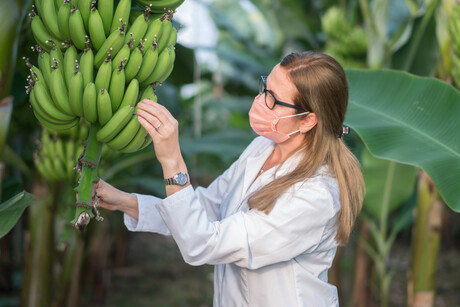 Diagnosing banana diseases: report