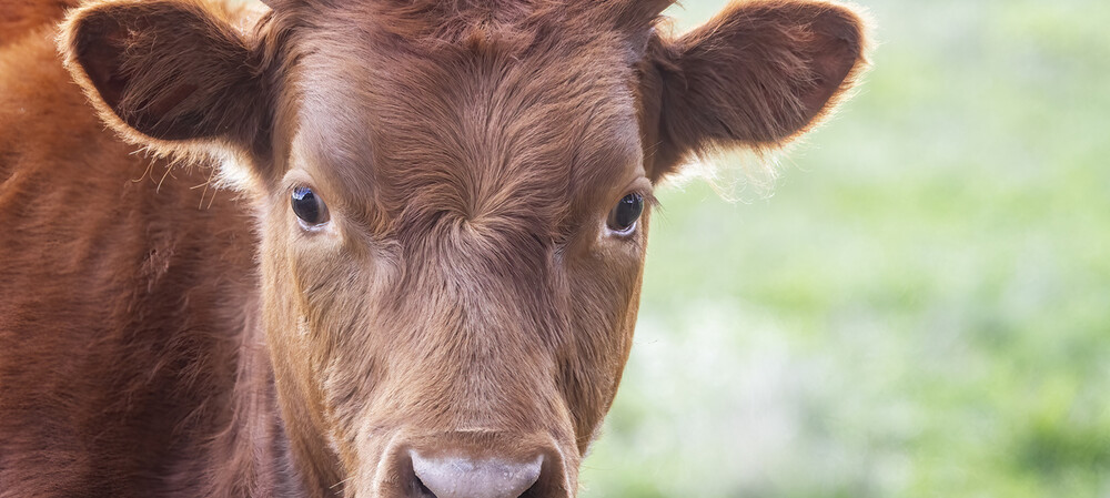 Cattle prices continue to rise