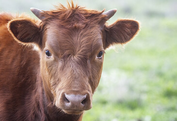 Cattle prices continue to rise