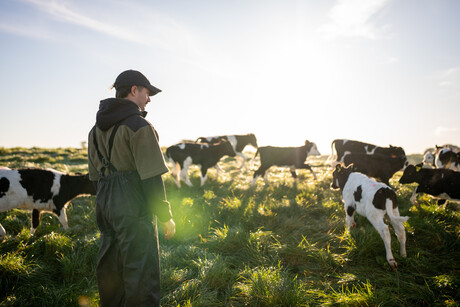 Rising milk output impacts global dairy values