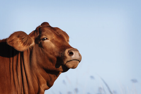 NSW Govt delivers foot-and-mouth vaccine to protect livestock NSW Govt delivers foot-and-mouth vaccine to protect livestock