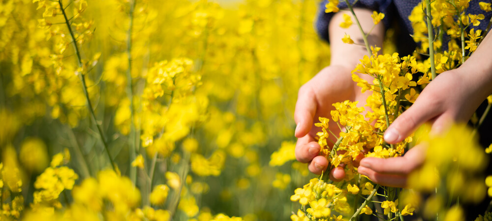 Could rapeseed be the next vegan protein?
