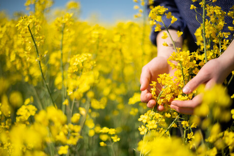 Could rapeseed be the next vegan protein?