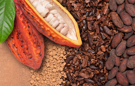 Nestl&eacute; innovation increases cocoa fruit yield