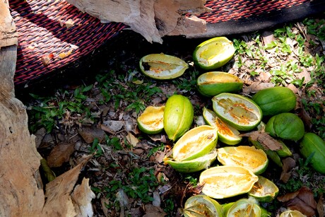 CDU launches native bushfoods and botanicals hub