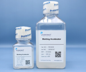 Proteintech blotting accelerator