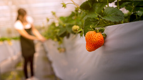 NSW Food Regulation updated for 2025