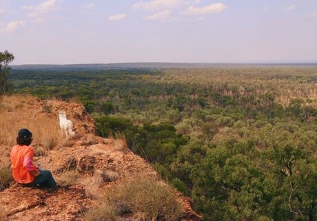 Research finds Australian replacement for imported gum