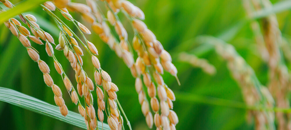 Uncovering differences in wild and domesticated crops