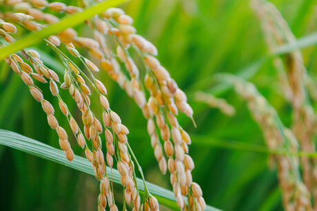 Uncovering differences in wild and domesticated crops Uncovering differences in wild and domesticated crops