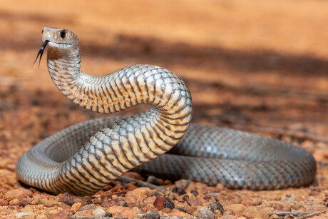 Not all brown snake venoms are alike, causing antivenom concerns