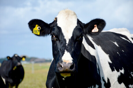 Oceania dairy set for peak volume in October