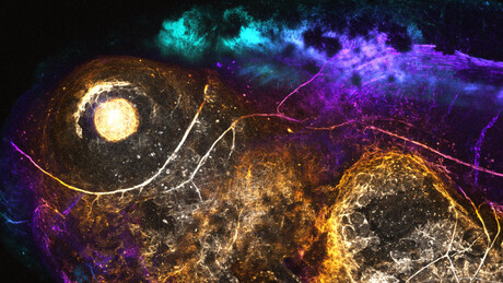 AI enables precise gene editing AI enables precise gene editing