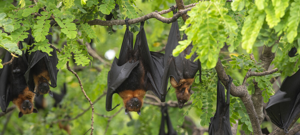 New henipaviruses discovered in bats