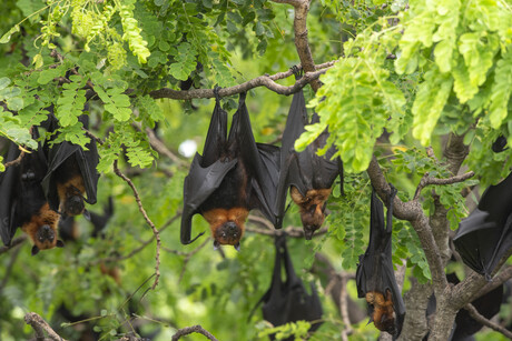 New henipaviruses discovered in bats