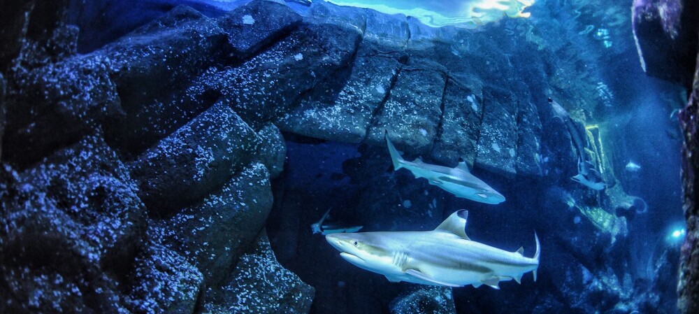 Ocean acidification may be damaging sharks&#39; teeth