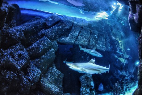 Ocean acidification may be damaging sharks' teeth Ocean acidification may be damaging sharks' teeth