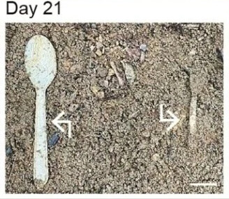 Eco-friendly bioplastic degrades in just 29 days