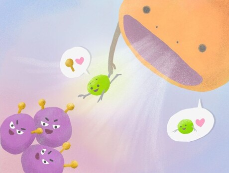 Protein-based therapy helps the body remove harmful cells