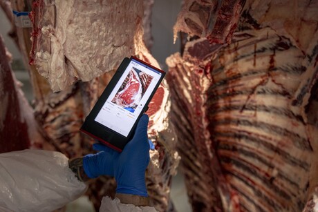 Beef processor achieves AUS-MEAT approval for carcase grading