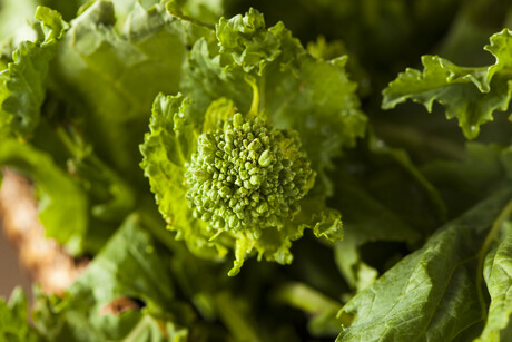 Exploring the impact of packaging on broccoli rabe florets