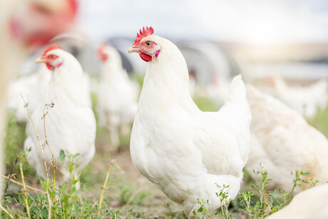 Have your say about the Australian chicken meat industry review Have your say about the Australian chicken meat industry review