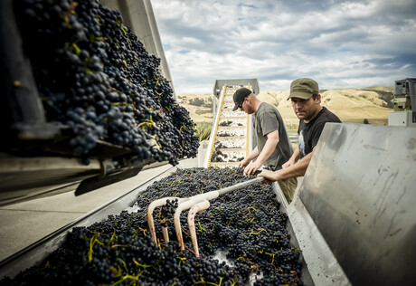 International success for New Zealand wines, 2025 report