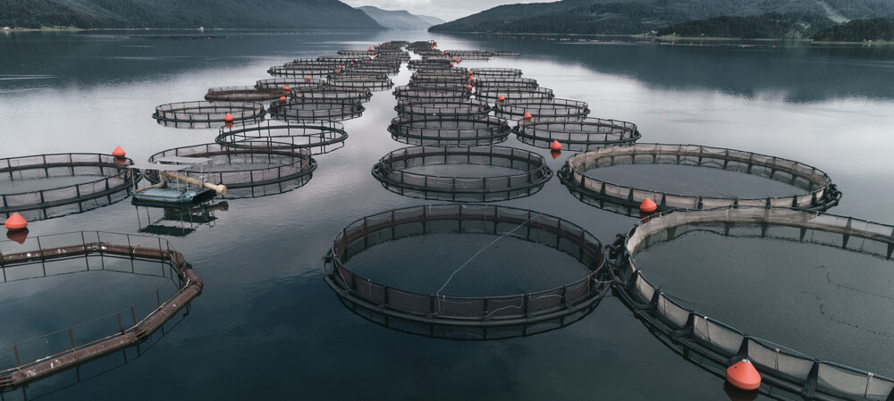 Designing a robust cable for aquaculture