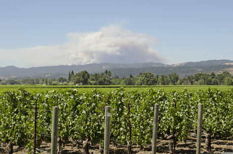 Flavour-rescue tool for smoke-tainted wines Flavour-rescue tool for smoke-tainted wines