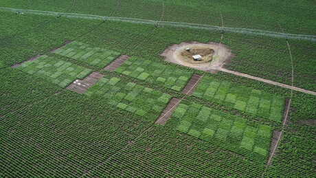 PepsiCo acquires Australian seed potato business