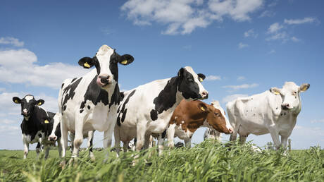Dairy-origin beef approach: risks and rewards