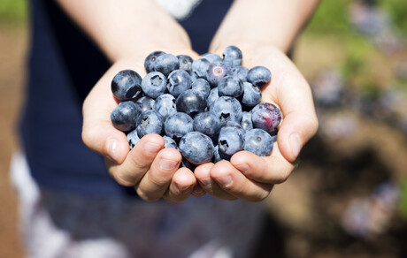 Market access for Australian blueberries in Vietnam