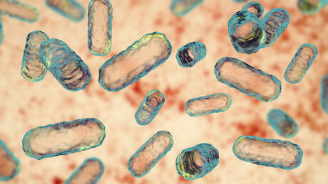 Bacteriophage cocktail to combat superbugs Bacteriophage cocktail to combat superbugs