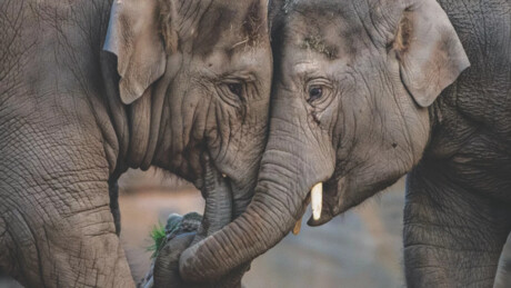 Vaccine for elephant herpesvirus found to be safe Vaccine for elephant herpesvirus found to be safe