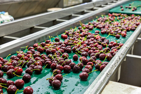 $340,000 safety spend after fruit packing injury $340,000 safety spend after fruit packing injury