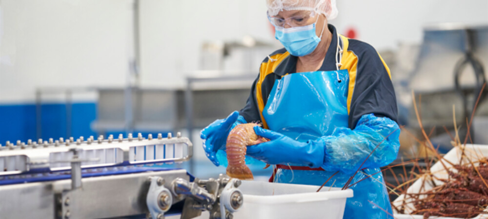 Rock lobster exporter improves supply chain efficiency