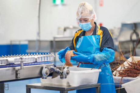 Rock lobster exporter improves supply chain efficiency