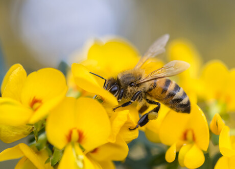 AI may have devastating impact on bees: study