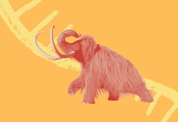 World&#39;s oldest known RNA extracted from woolly mammoth