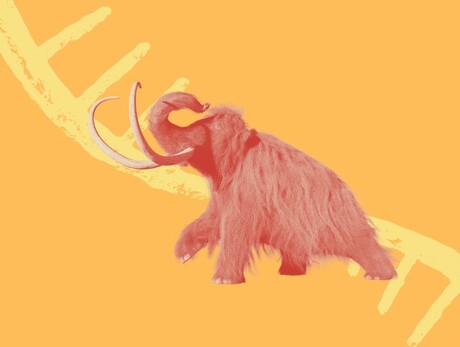 World&#39;s oldest known RNA extracted from woolly mammoth