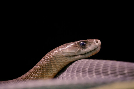 Researchers genetically engineer snake antivenom