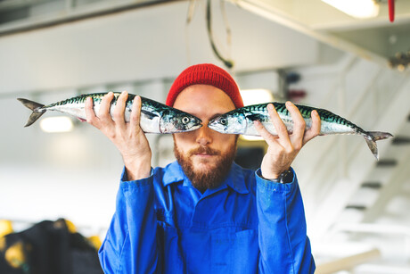 Fish freshness monitored in real time