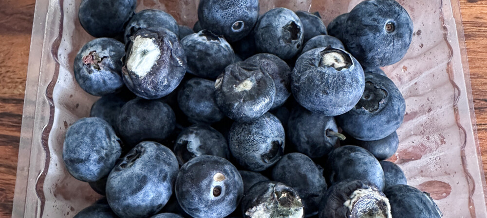 Improving shelf life of blueberries with upcycled edible coating