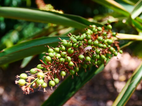 Spicing up the festive season with Australian bushfood flavours
