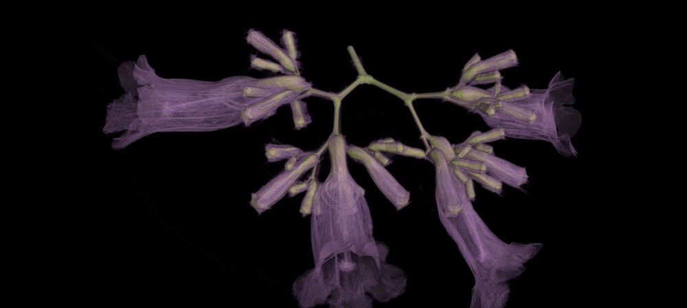 Images reveal "incredible" detail of industrial micro-CT scanner