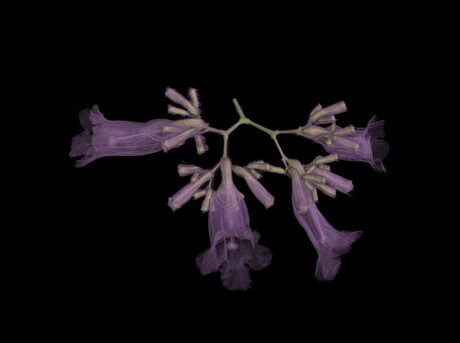 Images reveal "incredible" detail of industrial micro-CT scanner