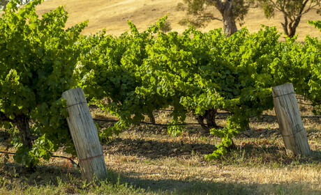 SA Wine Recovery Program extended until 2027