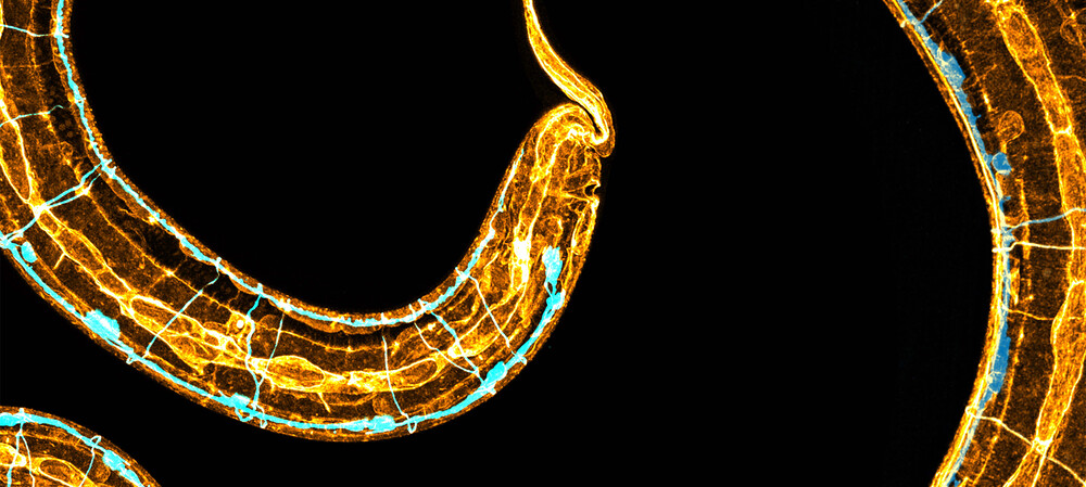 How a tiny worm changed a decade of scientific thinking