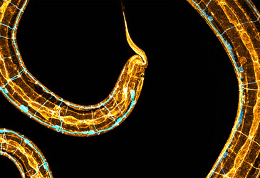 How a tiny worm changed a decade of scientific thinking