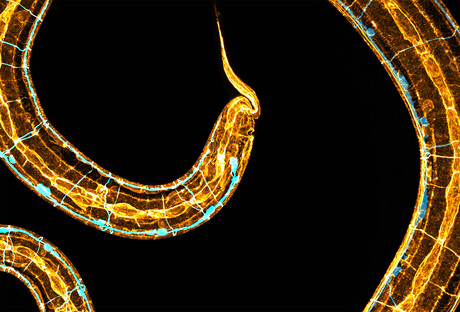 How a tiny worm changed a decade of scientific thinking